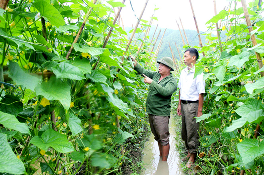 Hướng dẫn cách trồng dưa leo sạch đơn giản ngay tại nhà