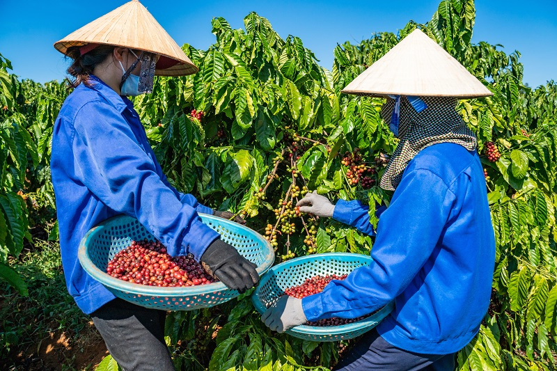 Khởi sắc xuất khẩu mặt hàng nông sản từ cây công nghiệp