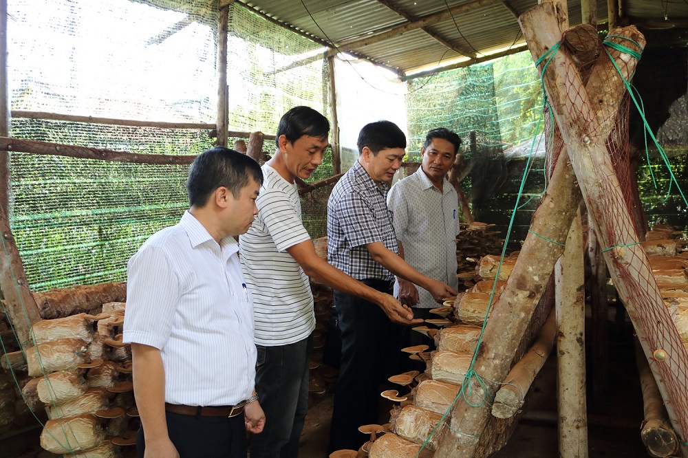 Trồng nấm sinh thái, tái sinh môi trường ở HTX Vĩnh Ngọc