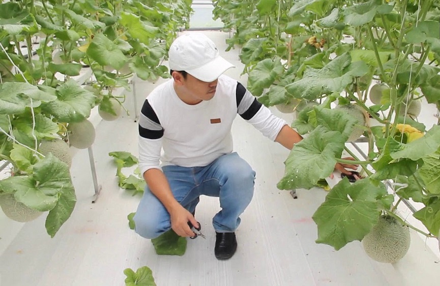 Công nghệ cao tạo nên thương hiệu dưa lưới Green
