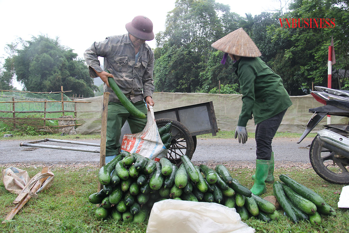 Nâng cao năng lực thích ứng cho HTX trước dịch bệnh