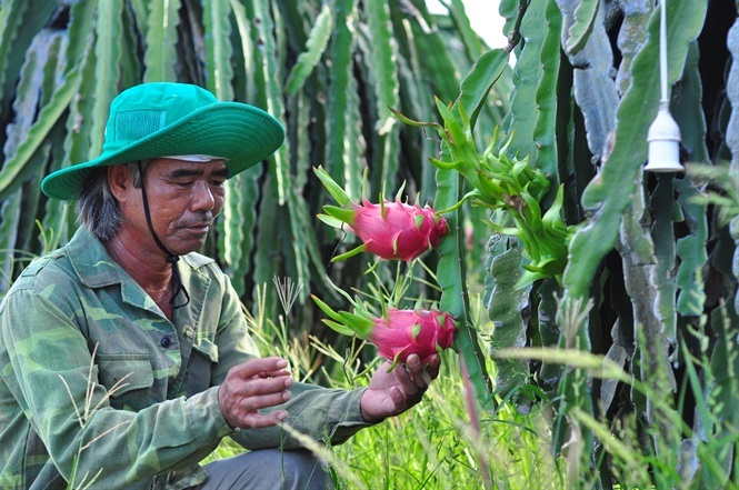 Giữ môi trường xanh nhờ trồng thanh long đỏ VietGAP