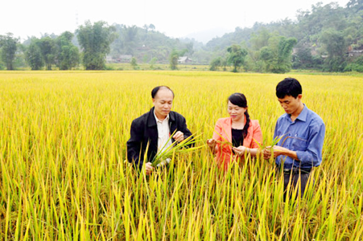 Sản xuất VietGAP đổi thay đất lúa Phương Viên