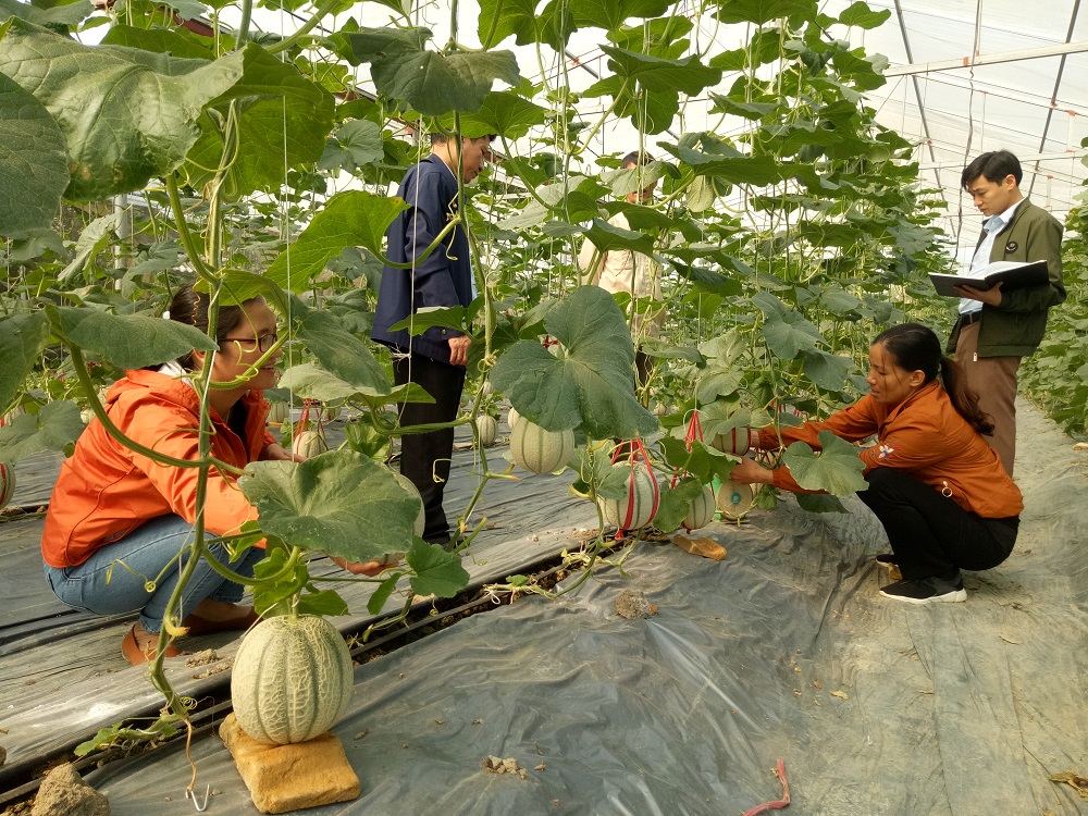 Khoa học công nghệ nâng tầm thương hiệu dưa lưới Kim Long