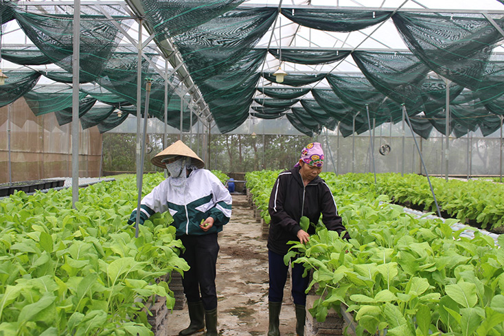 Chuyển hướng sản xuất nông nghiệp ở Đơn Dương (Bài cuối): Hướng đi bền vững để đồng bào thoát nghèo