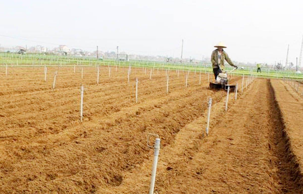 Xanh lại cánh đồng cát pha nhờ sản xuất khoa học