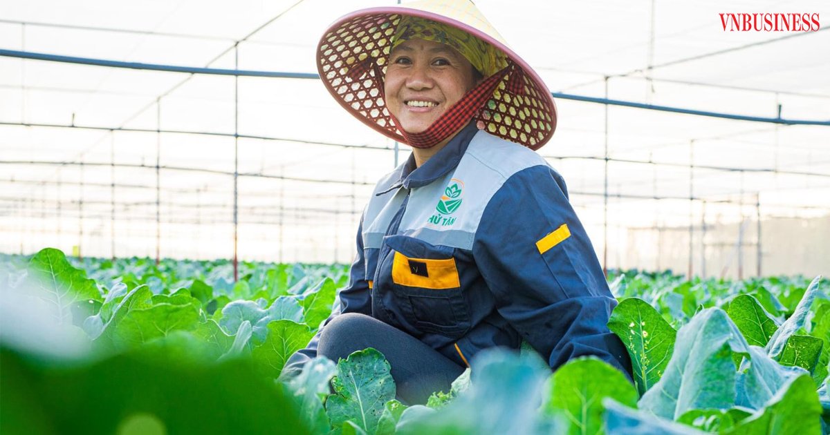 Vườn rau công nghệ 'nhỏ mà có võ' của HTX Chử Tâm