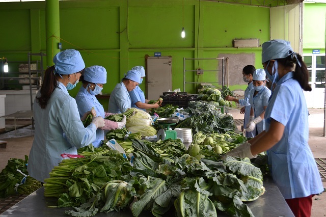 'Mở khóa' cho HTX liên kết, tiêu thụ nông sản
