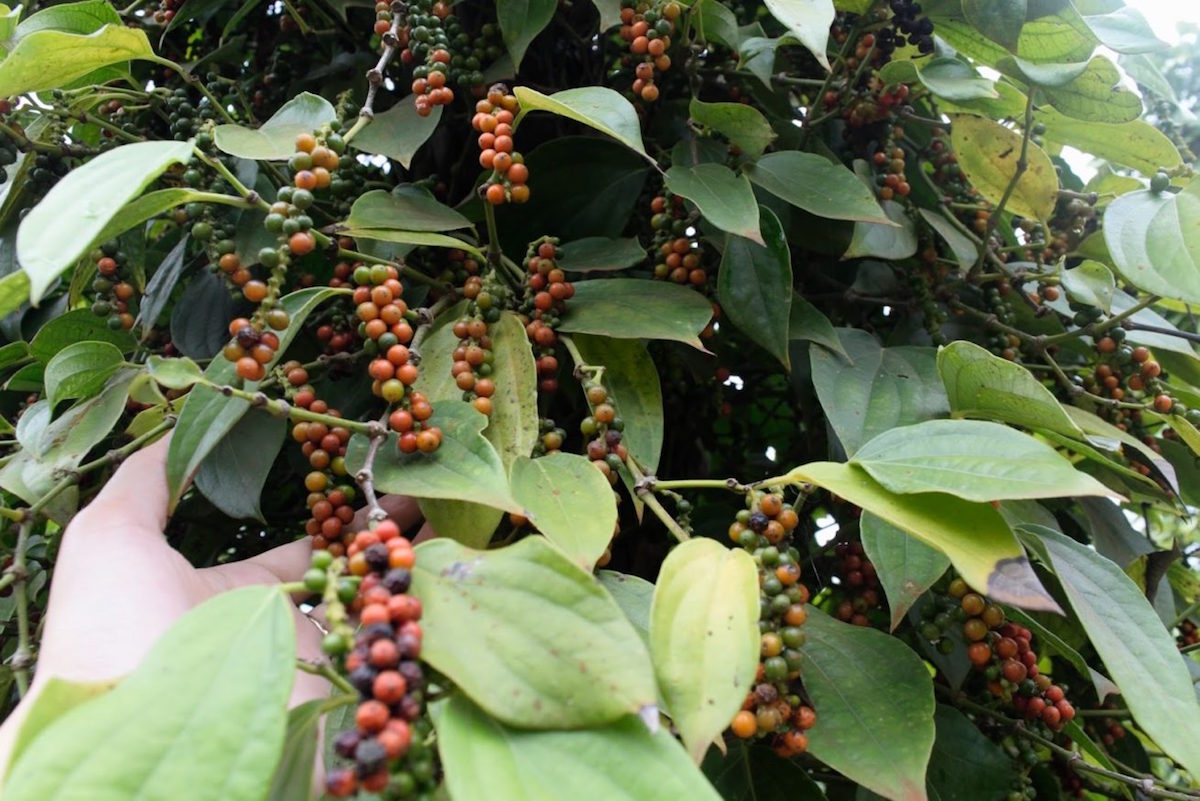 Bước vào chu kỳ tăng giá mới, người trồng hồ tiêu nên làm gì?