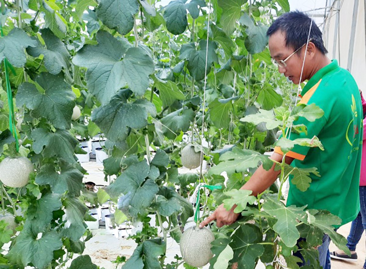 Hoài Ân hướng tới nông nghiệp công nghệ cao