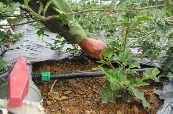 Công nghệ cao nâng cao giá trị dược liệu