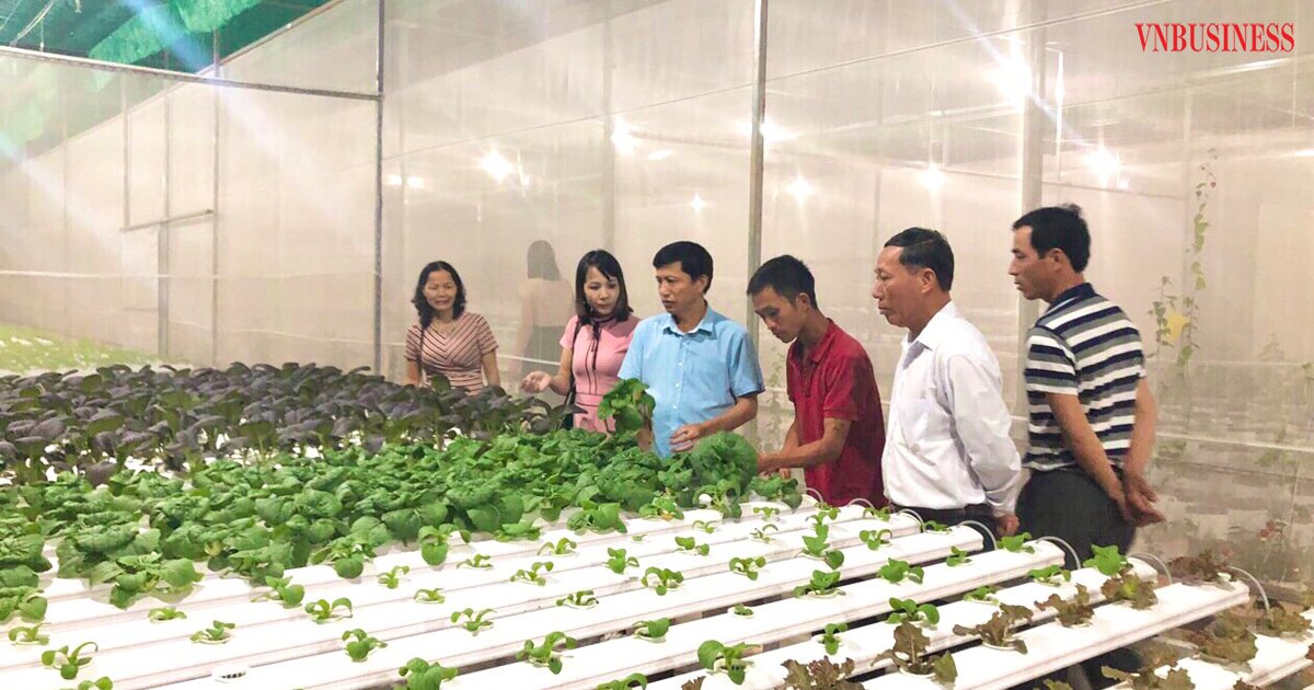 Rau sạch Văn Đức thêm an toàn nhờ màng phủ passlite