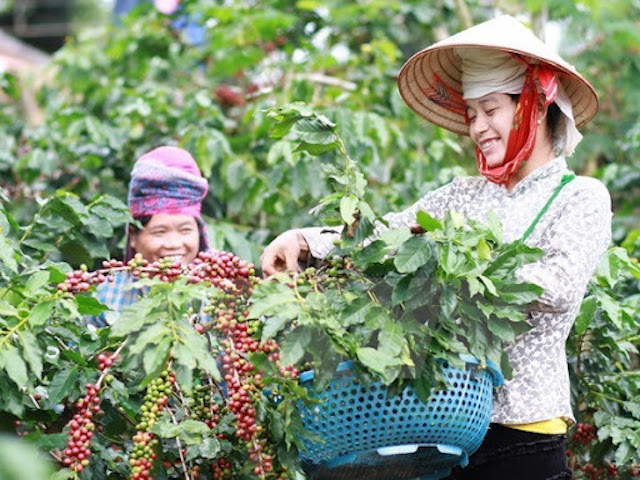Người DTTS ở Đắk Lắk làm giàu từ cây cà phê (Bài 1): Sản xuất gắn với chứng chỉ quốc tế