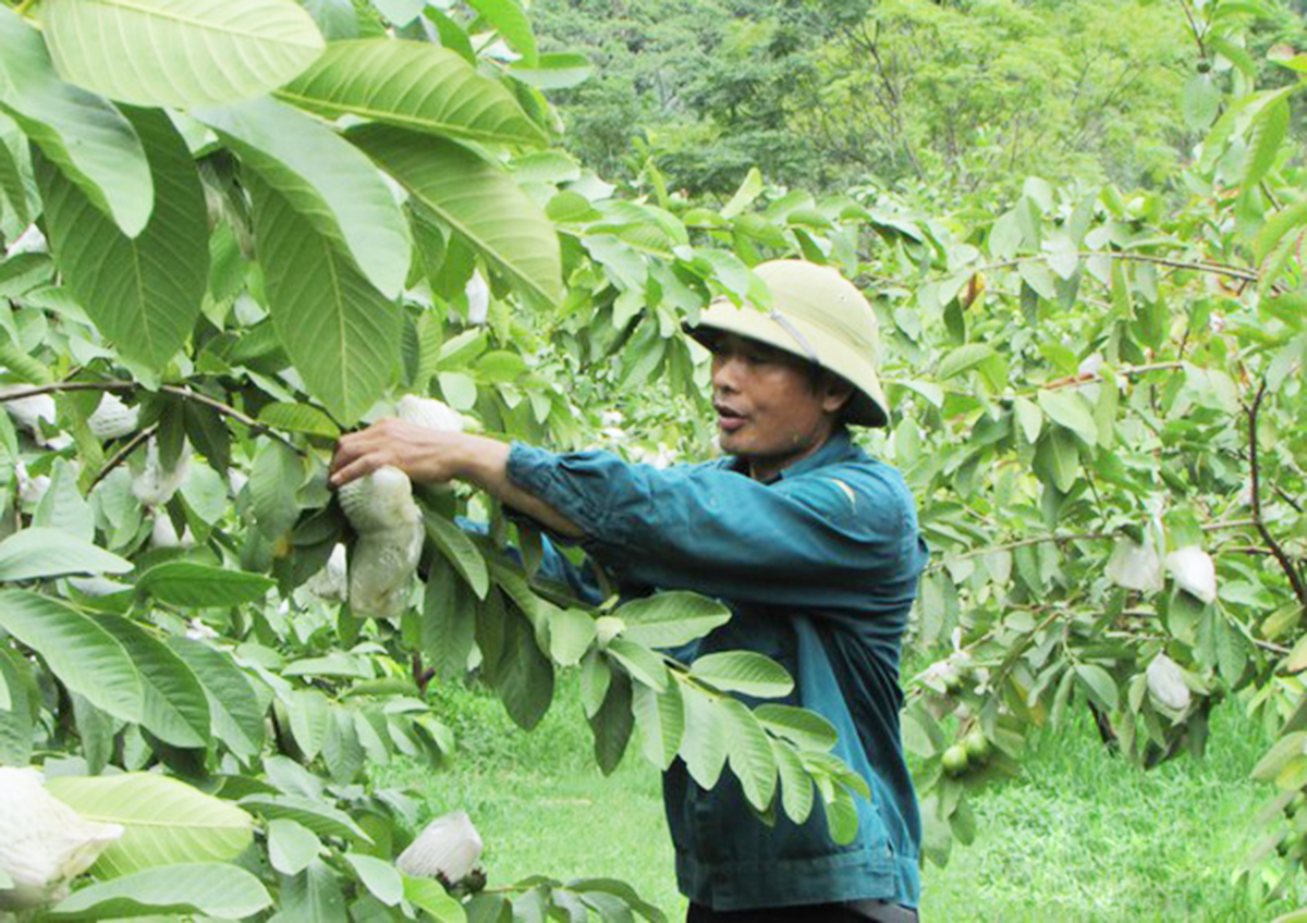 Ổi VietGAP phát huy giá trị trên vùng cao Con Cuông