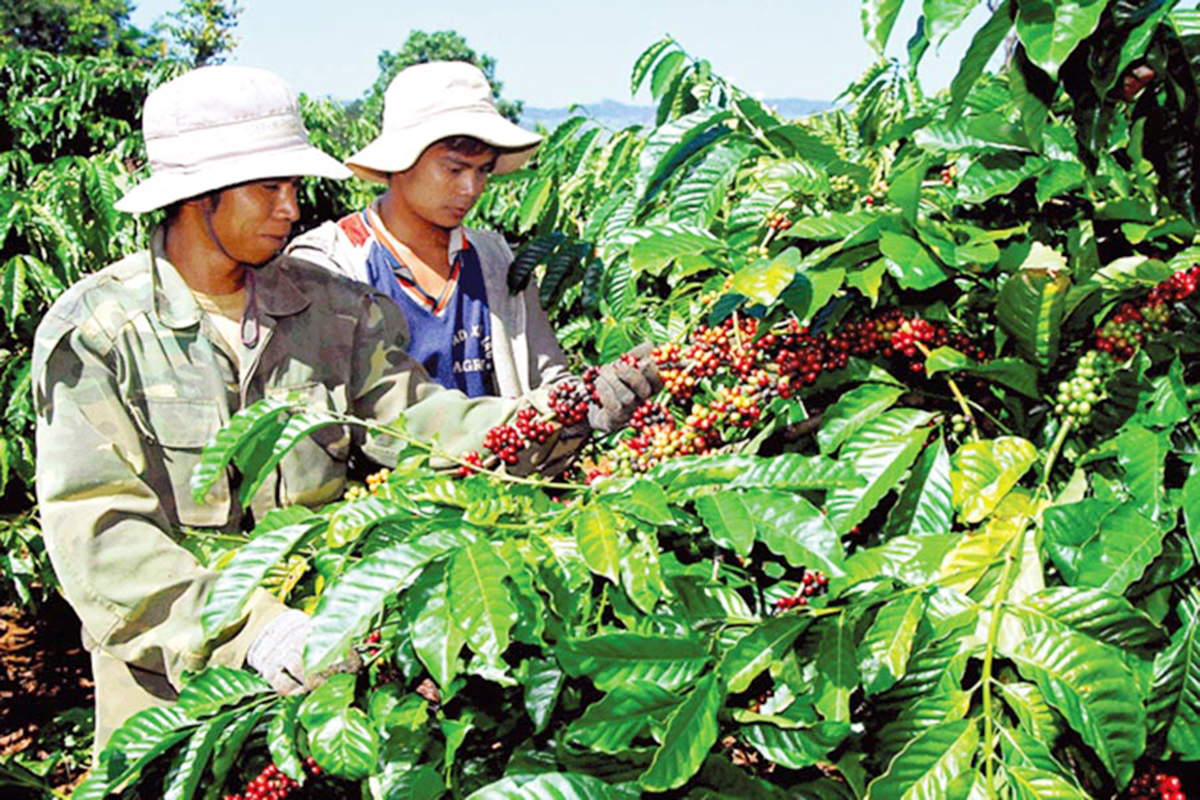 'Lực hấp dẫn' từ cà phê 4C của HTX Đak Krong