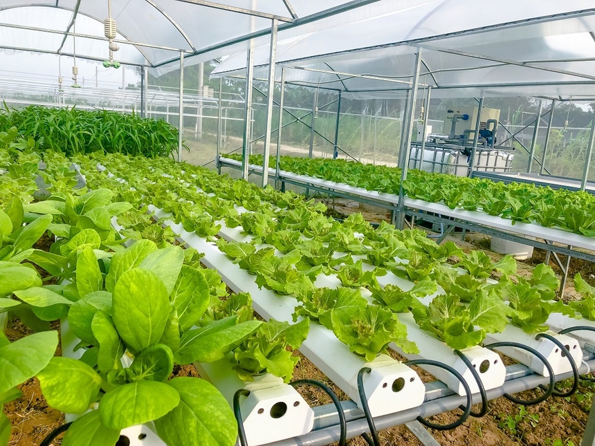 Mô hình trồng rau công nghệ cao