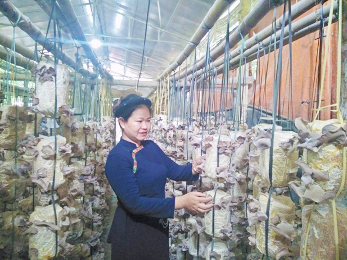 Bắk Kạn đẩy mạnh dạy nghề, tạo việc làm cho phụ nữ nông thôn