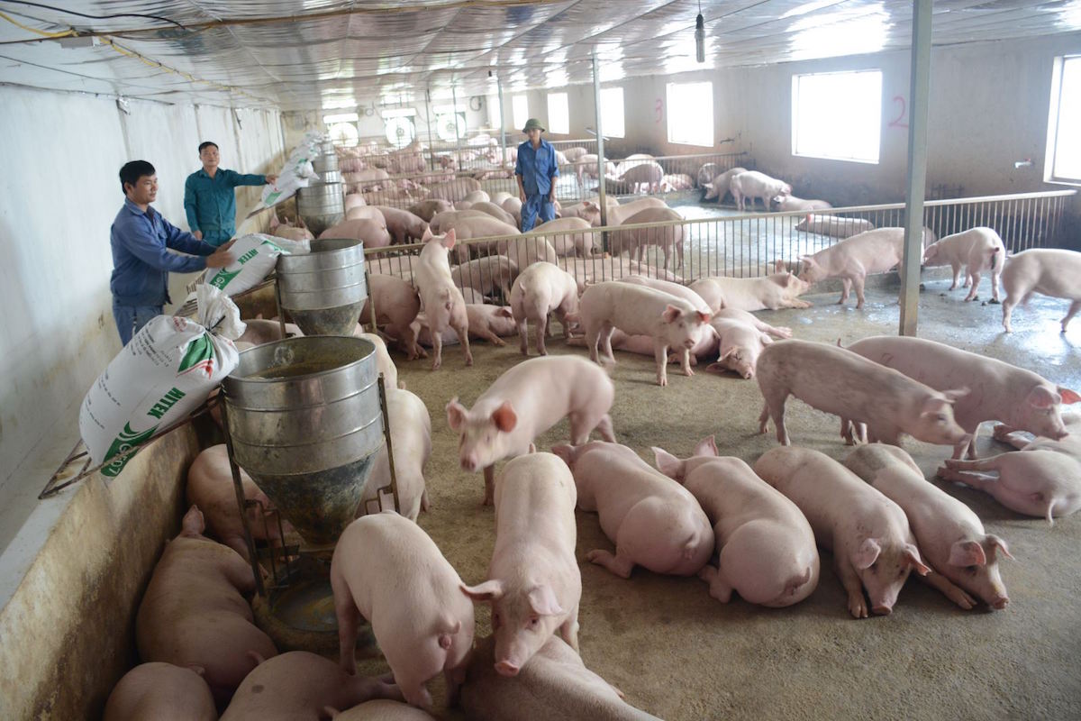 Giá lợn hơi thấp nhất 64.000 đồng/kg, người chăn nuôi đối mặt nhiều thách thức