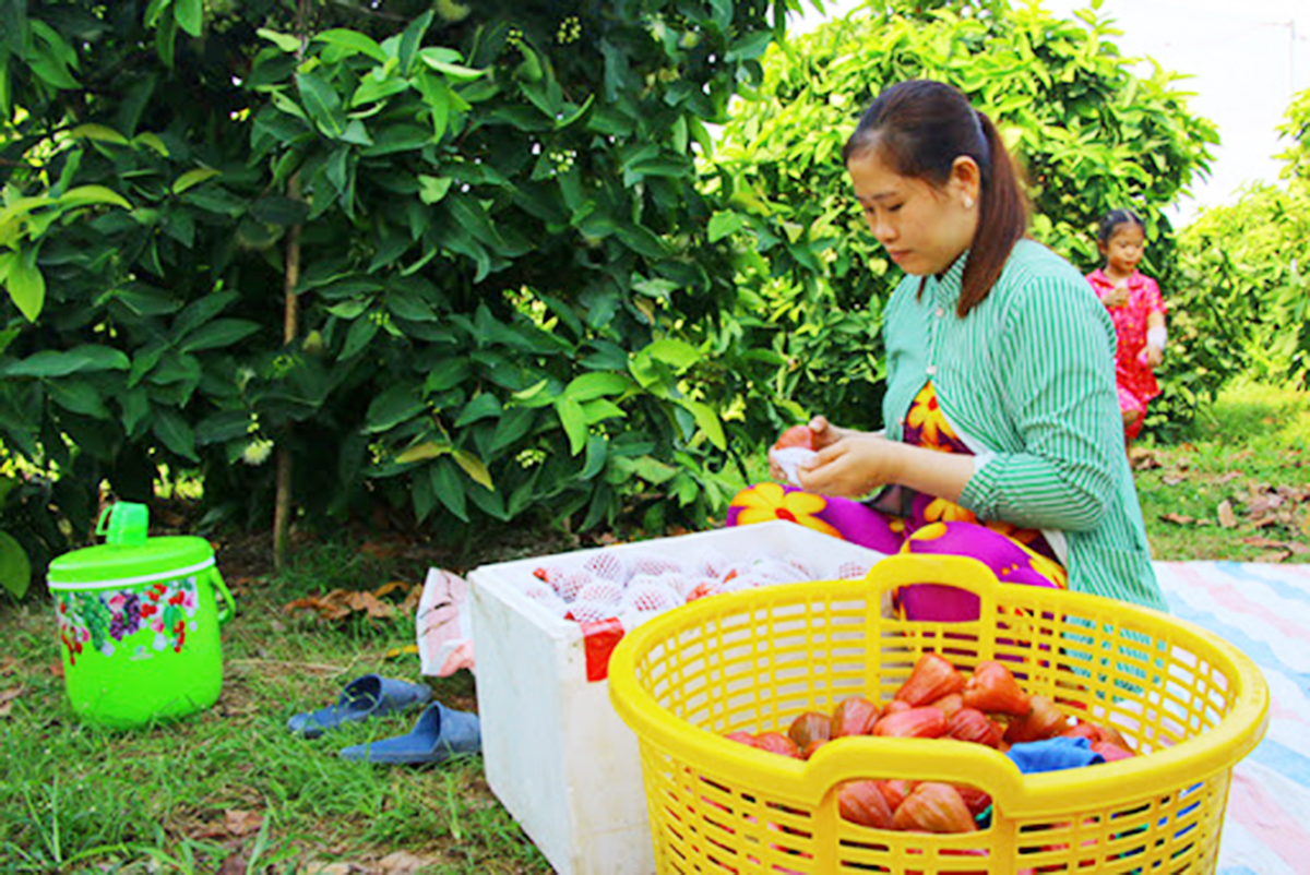 Nông dân hưởng lợi nhờ 'mắc màn' cho mận