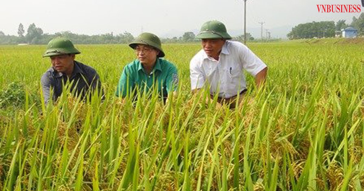 HTX Thạch Sơn vững bước nhờ sản xuất lúa sạch