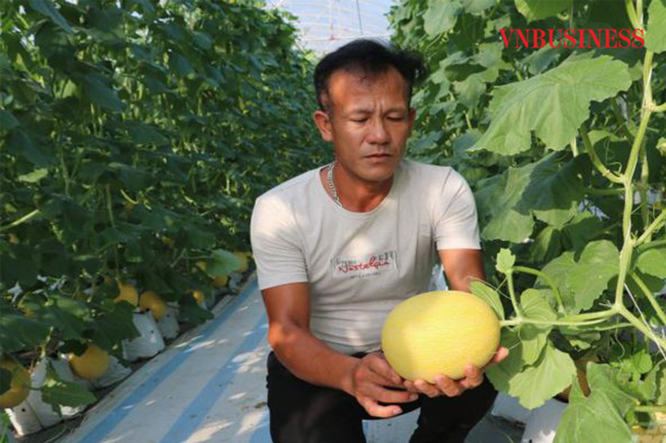 Dưa lưới thêm 'ngọt' nhờ áp dụng công nghệ cao