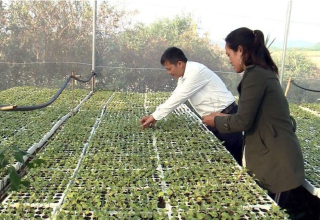 Người Bana gắn bó với cao nguyên Gia Lai (Bài 2): Liên kết phát triển sản xuất