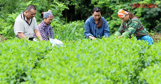 Người Mông tại Thái Nguyên vươn lên thoát nghèo (Bài cuối): Nâng cao hiệu quả hoạt động của HTX