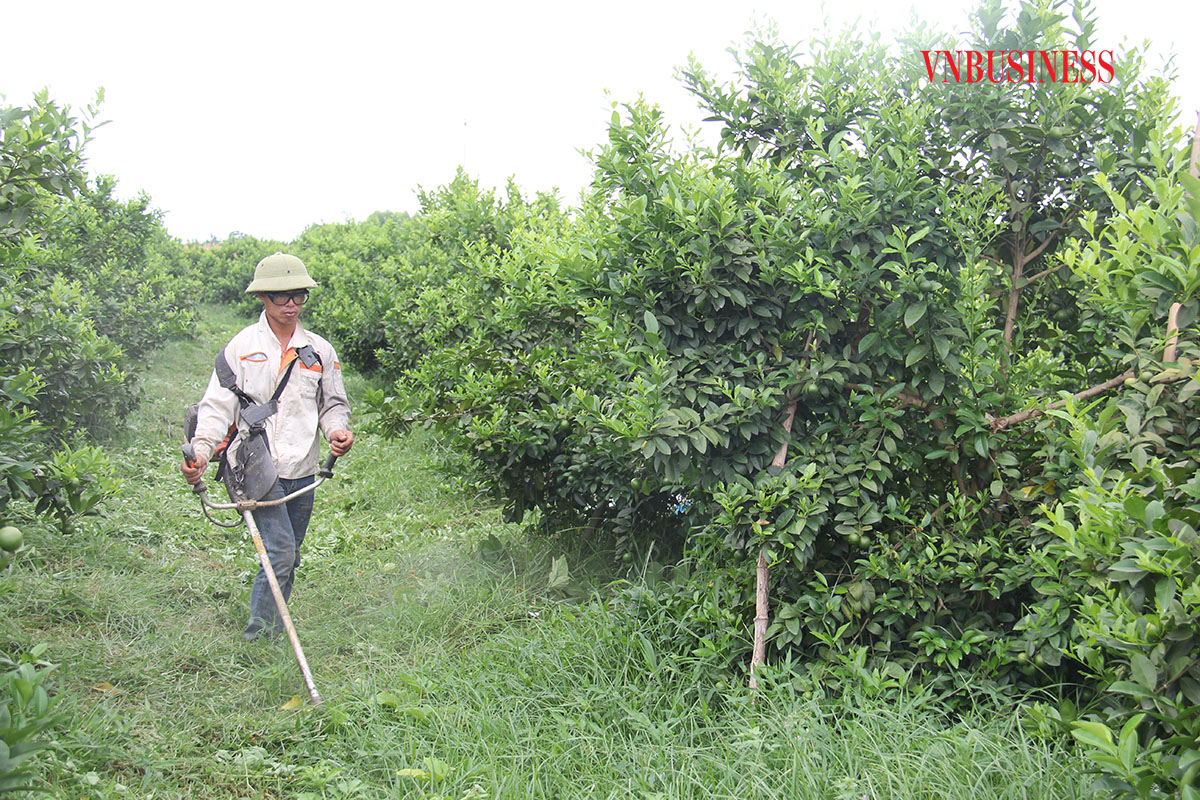 Người xứ Tuyên làm kinh tế hợp tác (Bài 2): Cây chanh giúp đổi thay đời sống