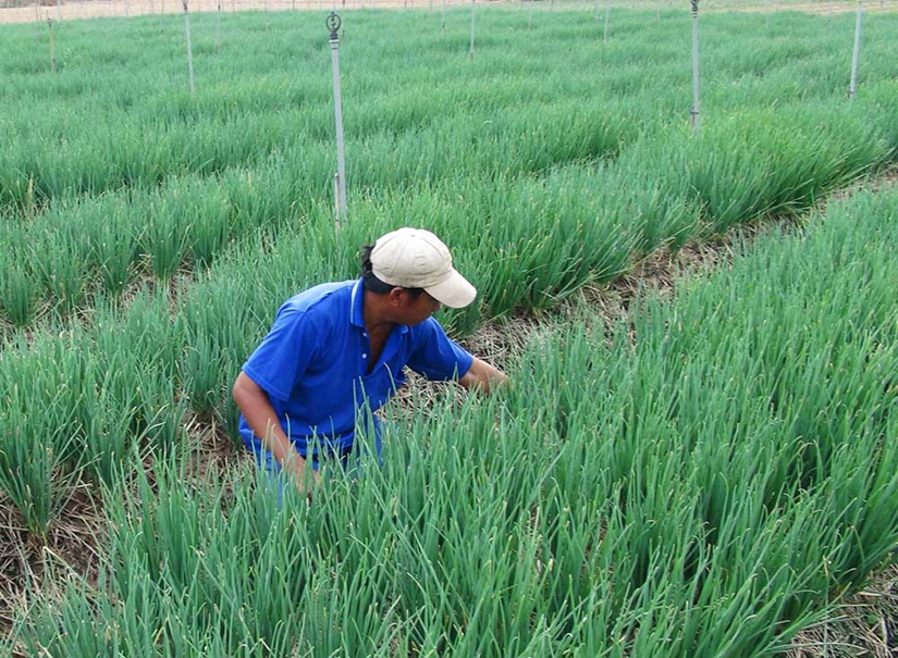 Khoa học công nghệ mở lối cho sản xuất bền vững