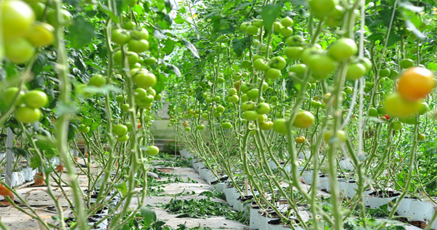 Hiệu quả mô hình trồng cây cà chua ở Gia Viễn  baoninhbinhorgvn