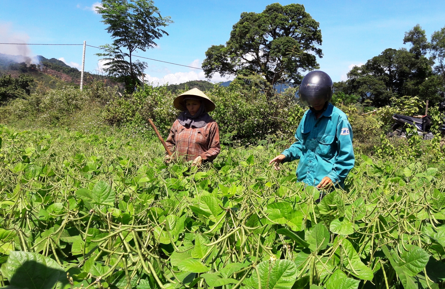 Dân tộc thiểu số ở Đakrông đoàn kết thoát nghèo (Bài cuối): Đẩy mạnh phát triển kinh tế tập thể, hợp tác xã