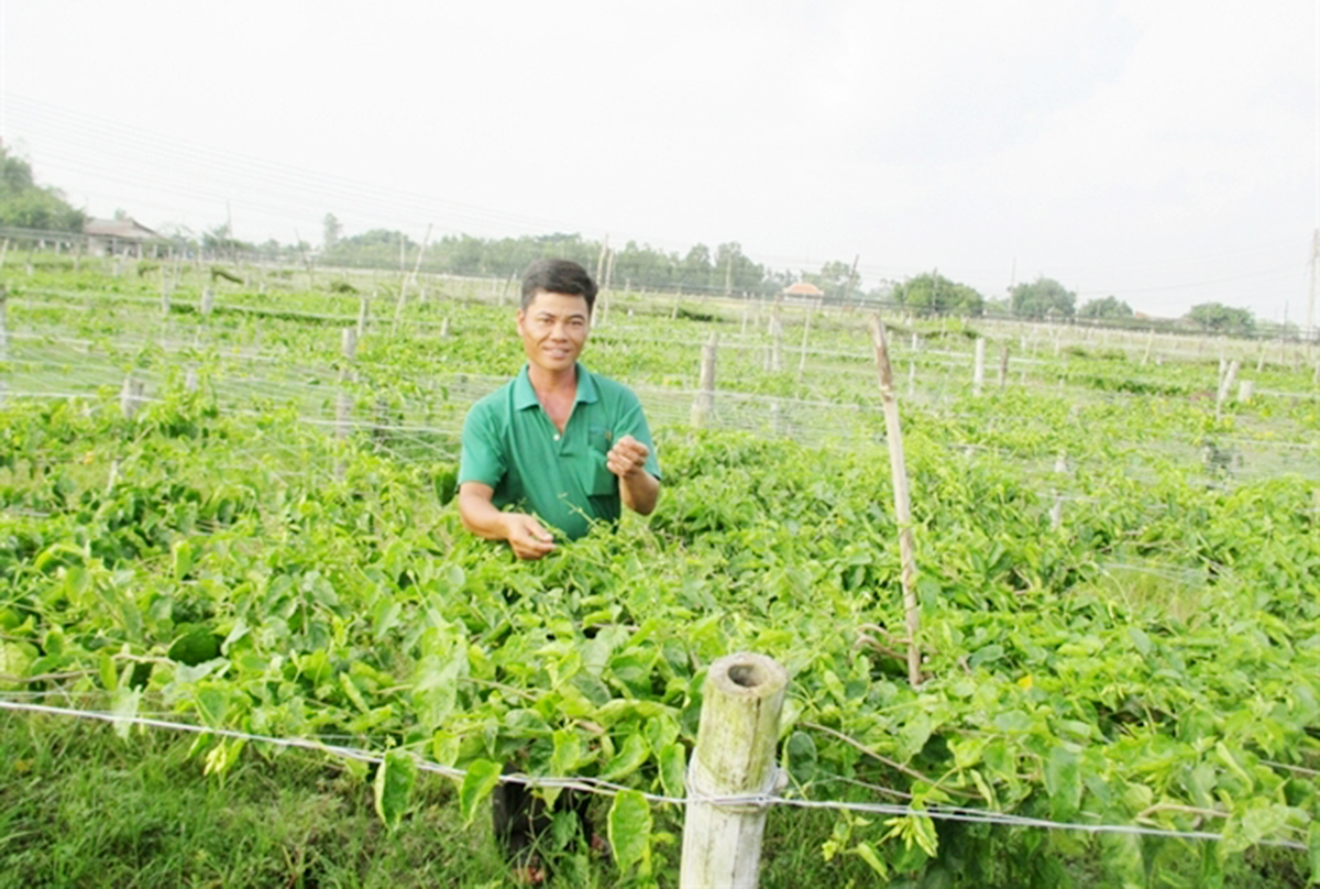 Hoa thiên lý hữu cơ 'phủ sóng' miền biên Đức Huệ