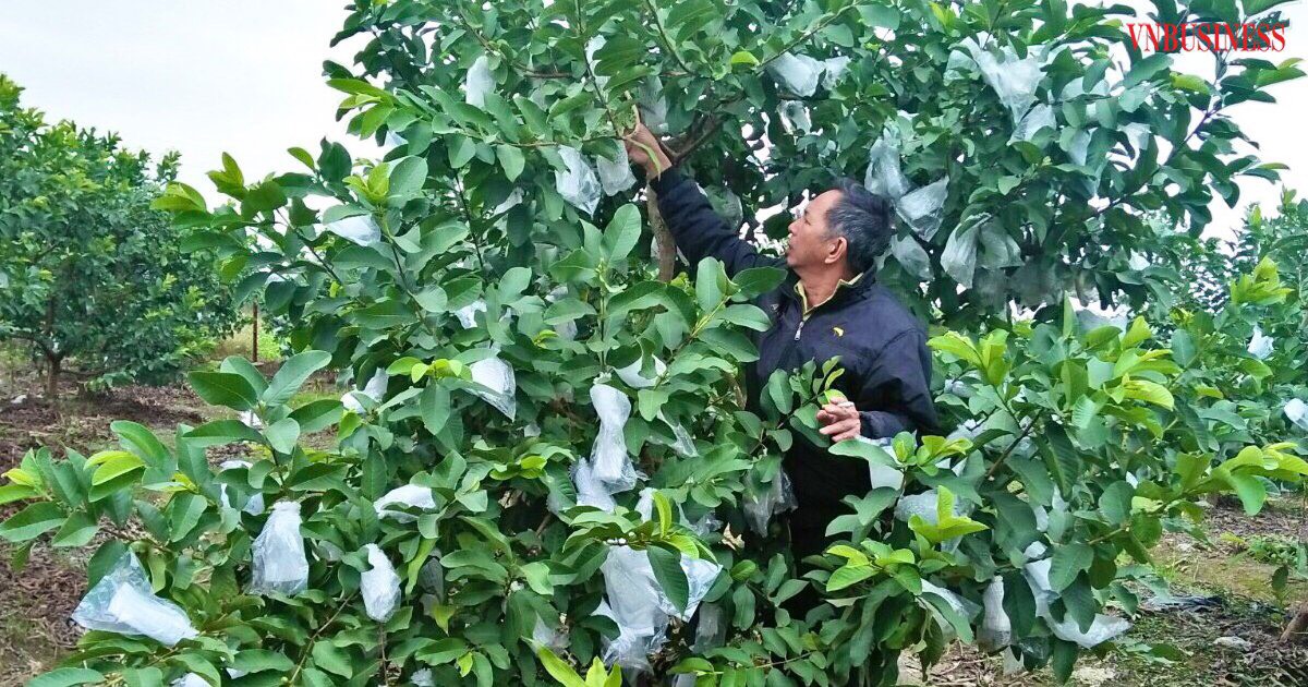 HTX Việt Doanh khá lên nhờ 'bắt' ổi VietGAP ra quả trái vụ