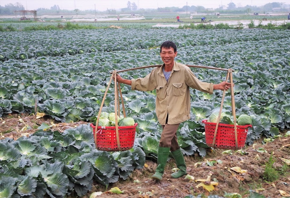 Công nghệ khép kín hiện đại giúp rau sạch rộng đầu ra