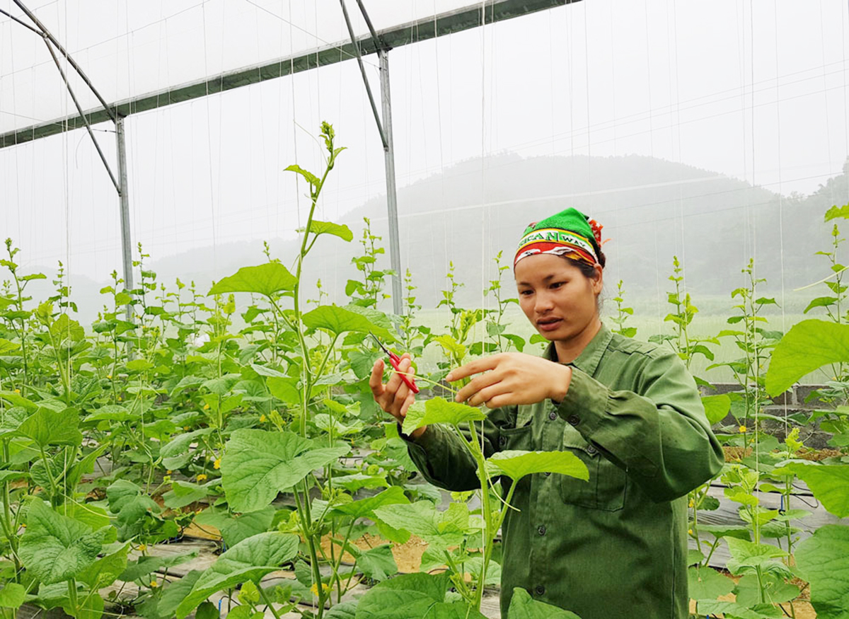 Đa dạng sinh kế cho đồng bào dân tộc huyện Chợ Mới (Bài 1): Chính sách đi vào đời sống