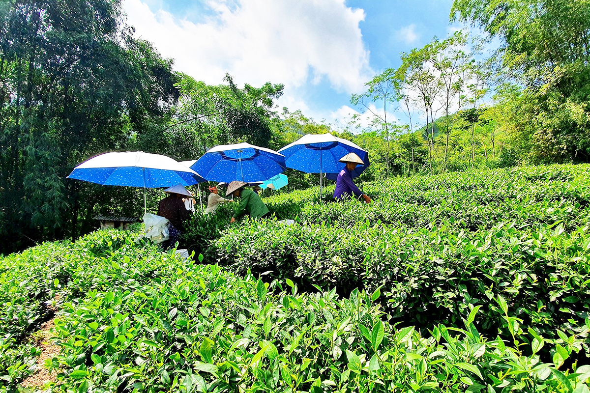 Đa dạng sinh kế cho đồng bào dân tộc huyện Chợ Mới (Bài cuối): Tìm sức bật với HTX