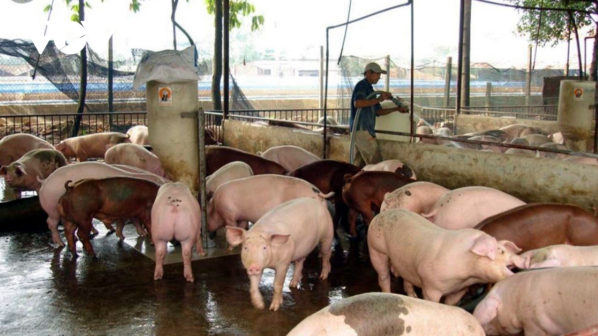 Giá lợn hơi rớt mốc 60.000 đồng/kg, chăn nuôi nhỏ lo thua lỗ
