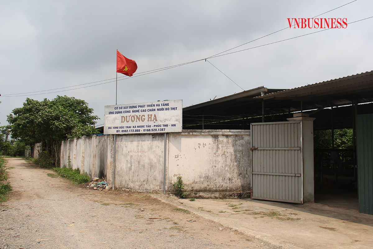 HTX Liên minh chăn nuôi Phúc Thọ kêu cứu (Bài 1): Thành phố chỉ đạo một đằng, huyện Phúc Thọ làm một nẻo?