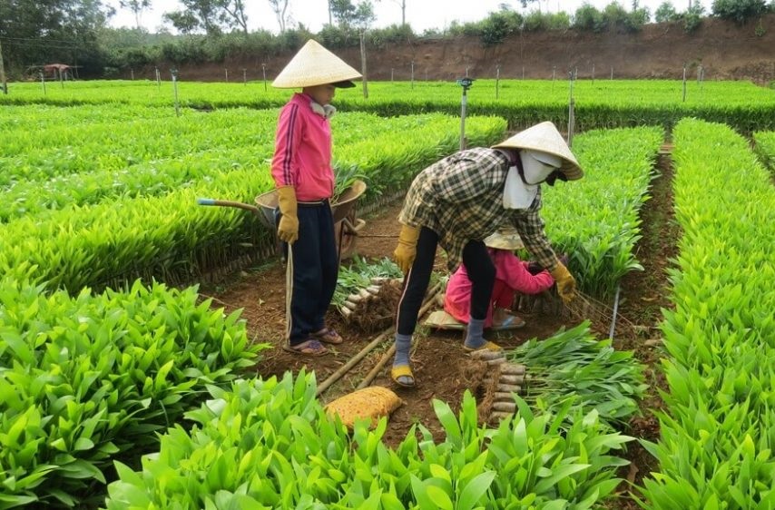 Lâm nghiệp bền vững từ trồng rừng FSC ở Hiệp Thuận