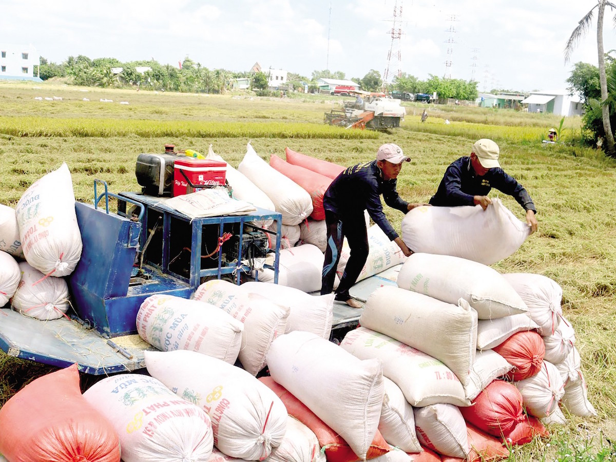 Giảm giá gạo xuất khẩu có phải là giải pháp cạnh tranh hiệu quả?