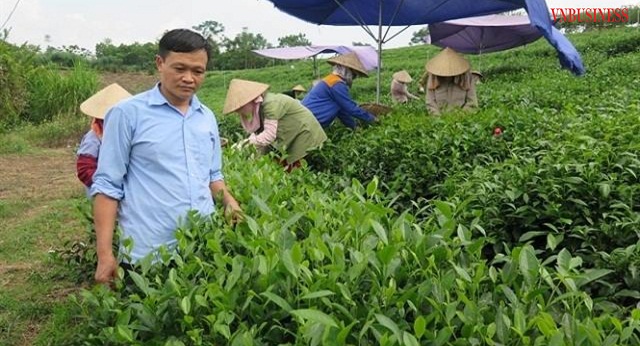 HTX Vĩnh Tân: Sản xuất an toàn tạo nên 'búp chè vàng'