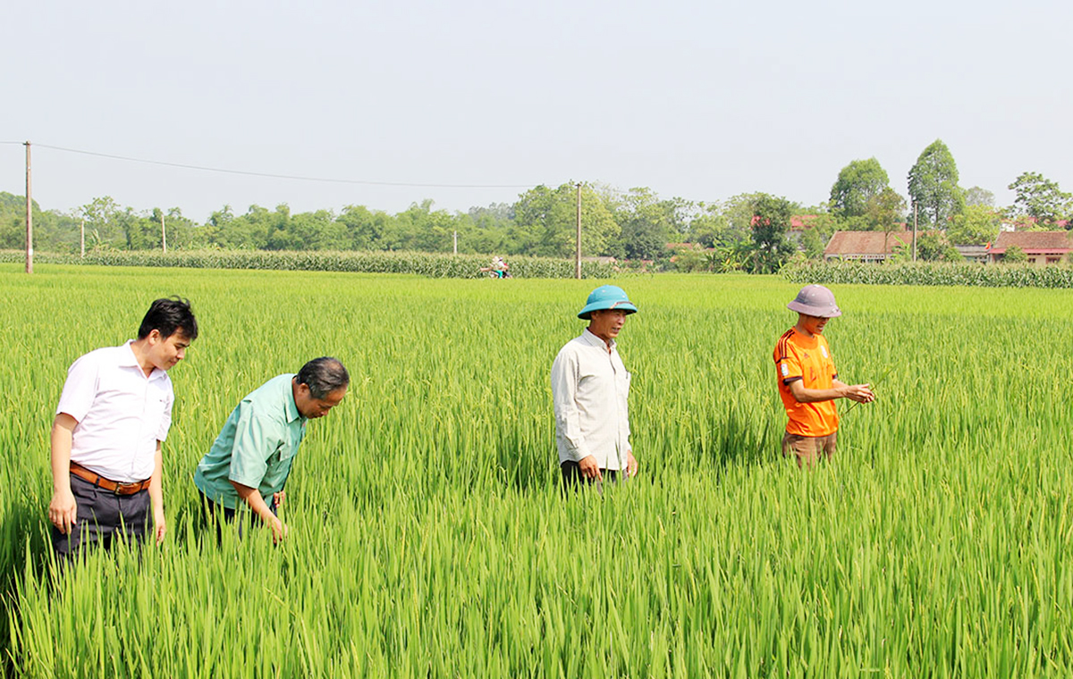 Đồng bào công giáo Bắc Giang xây dựng quê hương (Bài 1): Sản xuất giỏi là yêu nước