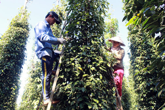 Giá tiêu phản ứng ra sao trước thông tin chênh lệch thống kê sản lượng?
