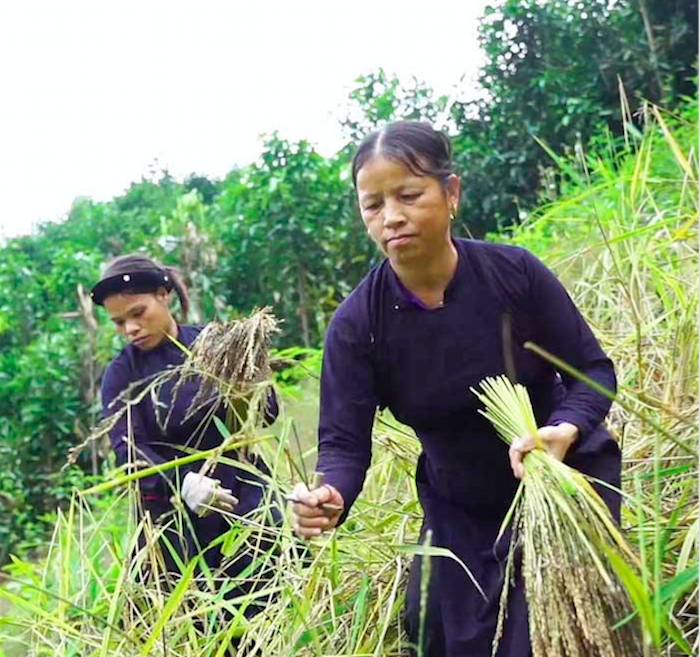 Tạo sinh kế cho người dân tộc thiểu số ở Tràng Định (Bài 2): Phát triển cây trồng lợi thế gắn với chuỗi giá trị