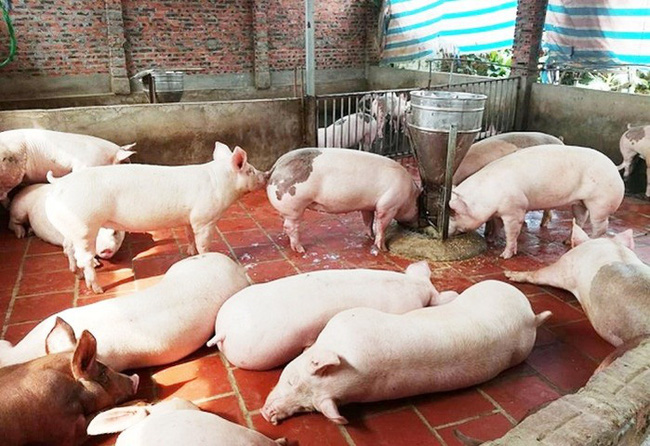 Giá lợn hơi giảm sốc tới 6.000 đồng/kg, dự báo sẽ tiếp tục 'phá đáy'
