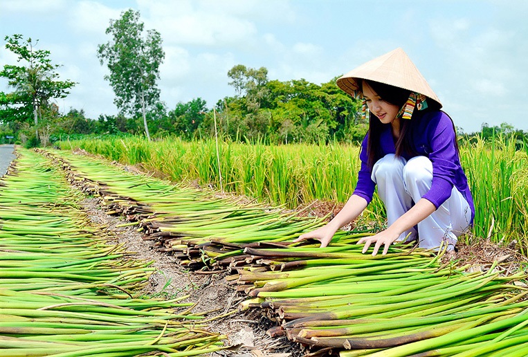 HTX Ba Nhất: Biến bèo thành... sản phẩm hữu dụng