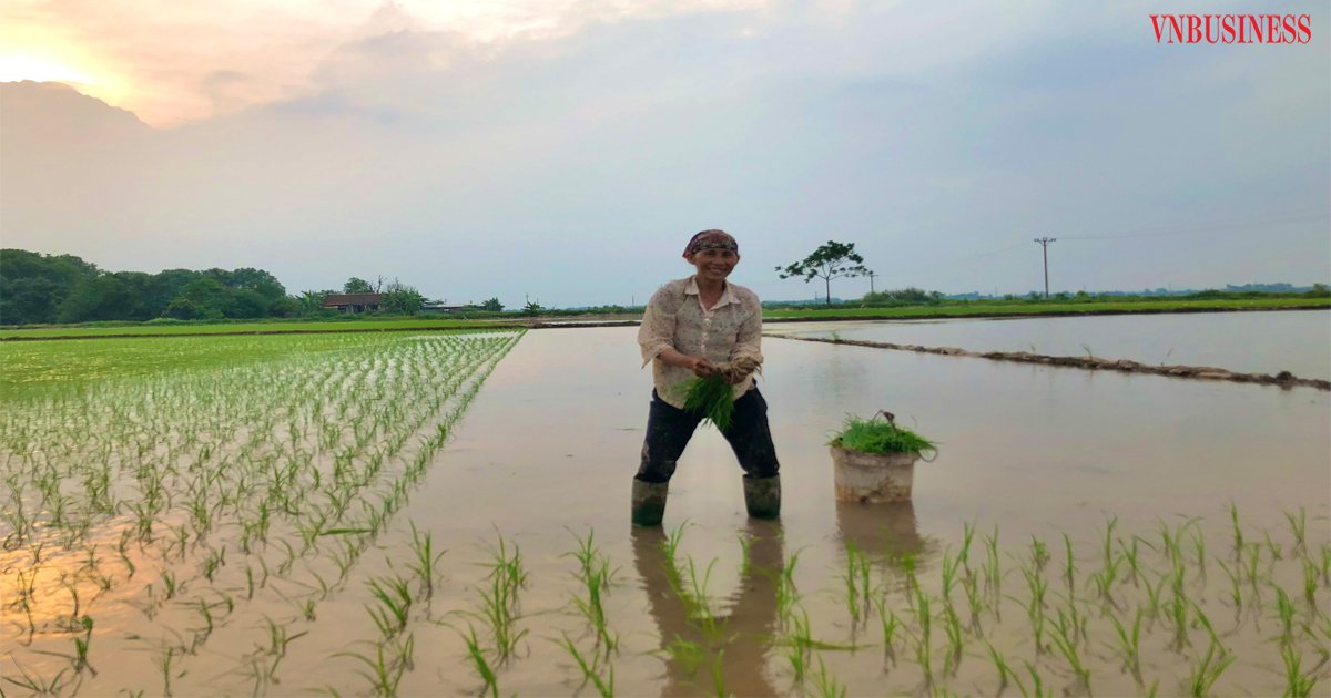 HTX Bồng Mạc: Tiên phong trong sản xuất lúa Japonica chất lượng cao