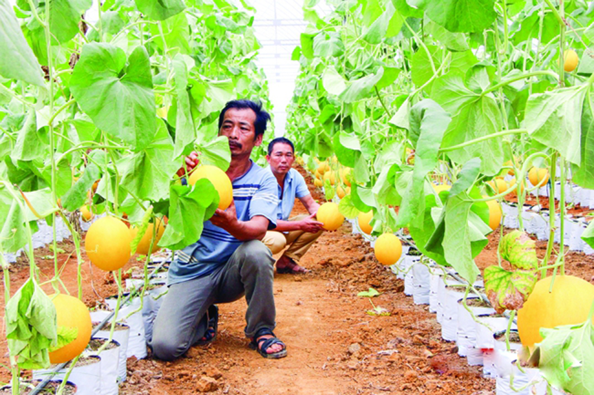Ngọc Lặc chuyển đổi cơ cấu cây trồng theo hướng hiện đại
