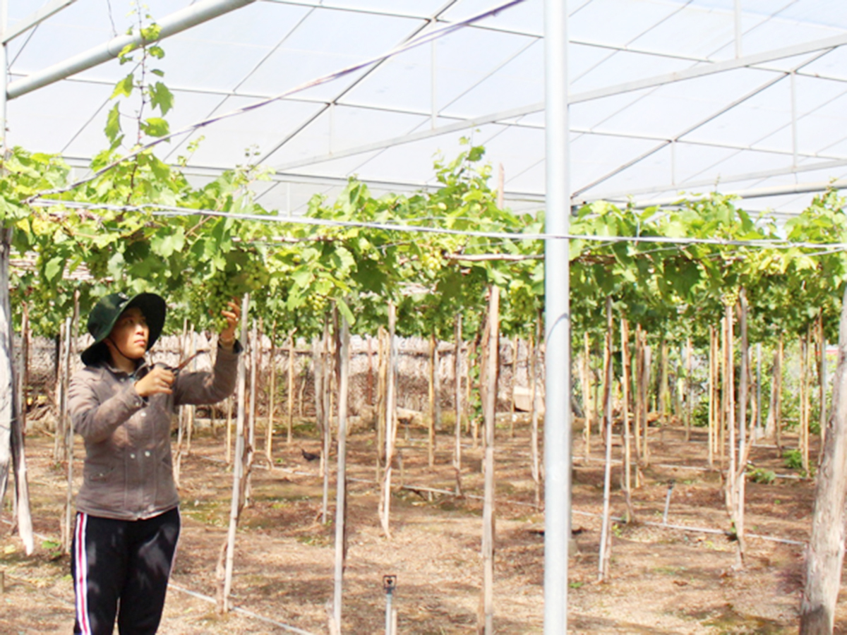 Ninh Thuận thúc đẩy trồng nho công nghệ cao