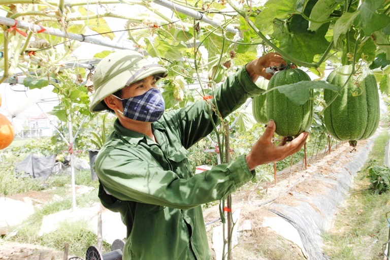 Khoa học công nghệ thuần hóa cây nhập ngoại ở Yên Bình